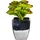 OTTO home Kunstpflanze Loreen Sukkulente, OTTO home, Höhe 13 cm, im Topf, 3er Set grün