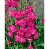 pflanzen-für-dich.de Pflanzen für Dich Staude Lychnis viscaria Plena, 1 St., Pechnelke, Kuckucksnelke rosa