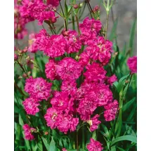 pflanzen-für-dich.de Pflanzen für Dich Staude Lychnis viscaria Plena, 1 St., Pechnelke, Kuckucksnelke rosa