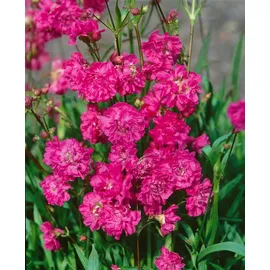 pflanzen-für-dich.de Pflanzen für Dich Staude Lychnis viscaria Plena, 1 St., Pechnelke, Kuckucksnelke rosa