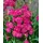 pflanzen-für-dich.de Pflanzen für Dich Staude Lychnis viscaria Plena, 1 St., Pechnelke, Kuckucksnelke rosa