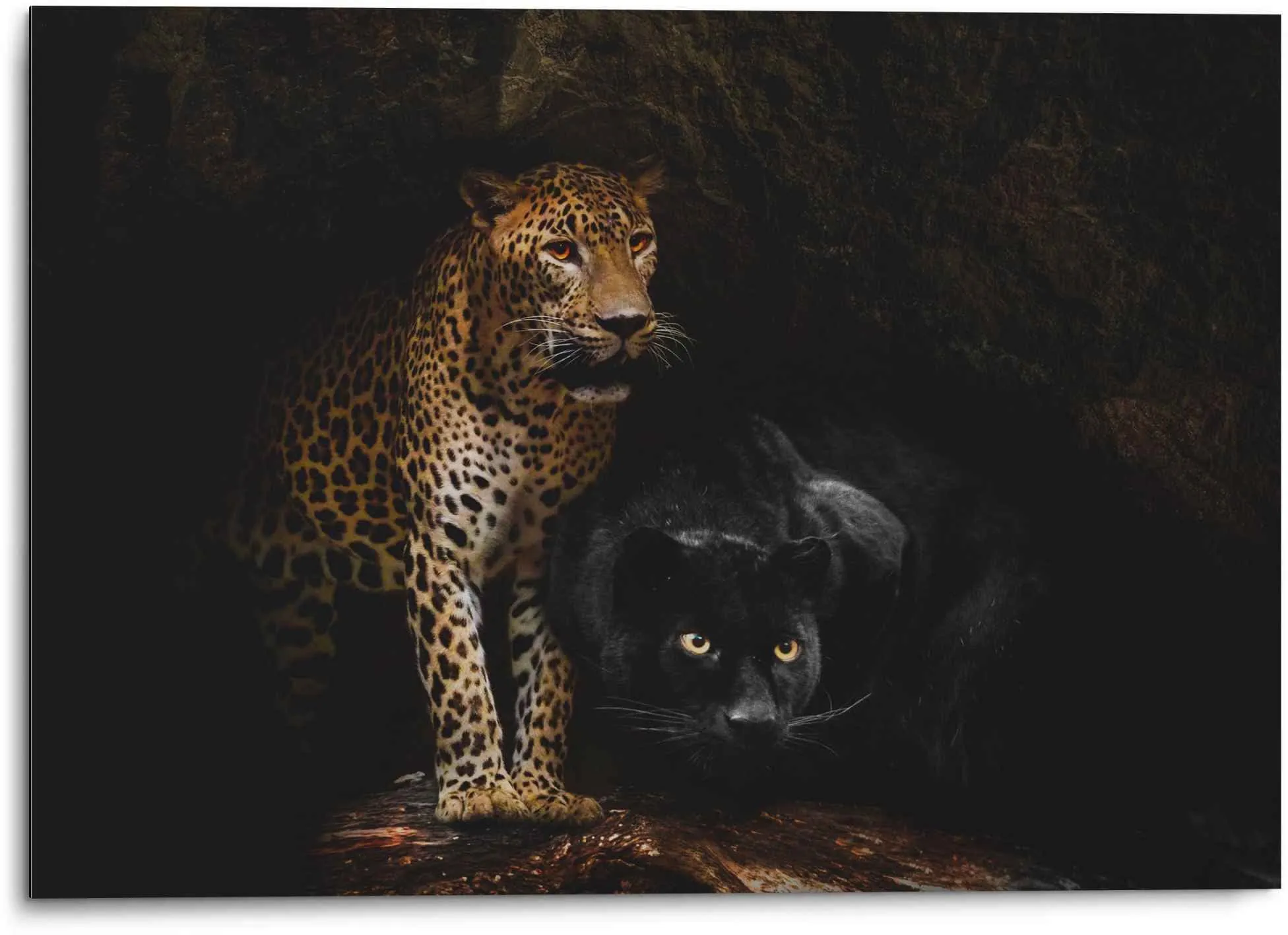 Reinders! Wandbild »Aluminium Wandbild Raubtiere Panther - Cougar - Katzen - Höhle«, Wildtiere, (1 St.) Reinders! schwarz