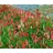 Pflanzen Für Dich Bistorta Affinis Darjeeling Red Teppichknöterich Rot Ca. 9x9 cm Topf