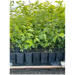 Carpinus betulus, Hainbuche, grün, 60–80 cm