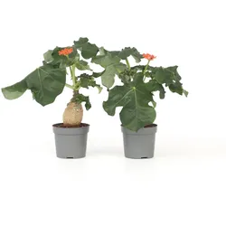 Plant in a Box - Flaschenpflanze - 2 Stk - Jatropha podagrica - Höhe 25-45cm - Topf 13cm