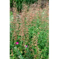 Pflanzen Für Dich Agastache barberi Firebird P 1