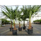 grünwaren Trachycarpus fortunei 140 - 170 cm Palme Hanfpalme, winterhart bis -18°C