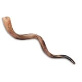 Schofar Shofar Kosher Yemenite Horn Polished Natural Showfar Schofar Chofar Jewish Rosh hashanah instrument koscher Hupe