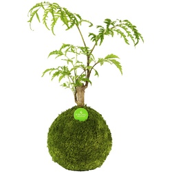 Kibonu Kibonu Fiederaralie, Polyscias fruticosa »Polyscias Fruticosa« - gruen
