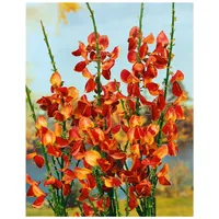 Pflanzen Für Dich Cytisus scoparius 'Fulgens', Besenginster, leuchtend rot,