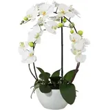 creativ-green Phalaenopsis, Kunstpflanze 52 cm In Weißem Keramiktopf Mit Real Touch Effekt