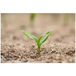 Polygonatum multiflorum, Salomonssiegel, ca. 9x9 cm Topf