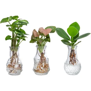 Dehner Zimmerpflanze Waterplant-Set, je 1x Balsamapfel, Purpurtute Arrow, Purpurtute Neon, pflegeleichte Wasserpflanzen in Vasen grün