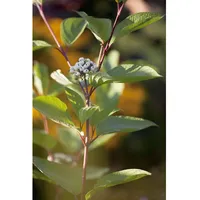 Pflanzen Für Dich Cornus alba 'Siberian Pearls', Hartriegel, weiße