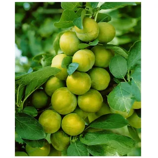 Pflanzen Für Dich Prunus domestica 'Quillins Reneklode', Reneklode, 150–200 cm