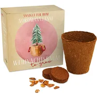 Weihnachtsbaum Anzuchtset als Adventskalender Füllung - Mini Geschenk als Idee für den Adventskalender für Frauen und Männer - Nordmann-Tanne zum selber Pflanzen
