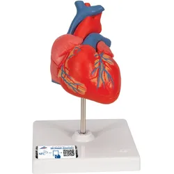 Herzmodell "Klassik", 2-teilig - 3B Smart Anatomy