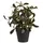 House Nordic ebuy24 künstliche Pflanze Yria Grün 22 x 22 cm | Gr.: onesize