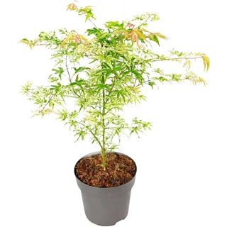 Plant in a Box - Japanischer Ahorn - Acer palmatum 'Ukigumo' - Höhe 50-60cm - Topf 19cm