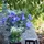 2474U Kunstblumenstrauß Blau Lila Weiß, Künstliches Blumen-Bouquet 60 cm Eva - Blau/Lila/Weiß/Grün