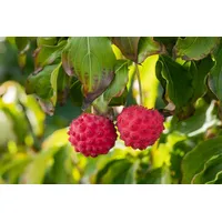 Pflanzen Für Dich Cornus kousa Big Apple c 5