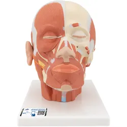 Kopfmodell mit Muskulatur - 3B Smart Anatomy