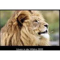 Vero Kalender Löwen in der Wildnis 2025 Fotokalender DIN