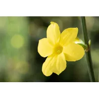 Pflanzen-für-dich.de Jasminum nudiflorum Winterjasmin Gelb cm