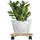 hossis Pflanzenroller Holz eckig 30 x 30 cm