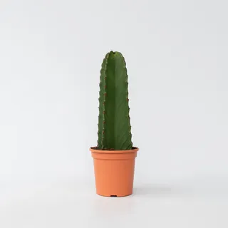 Plant in a Box - Euphorbia ingens - Höhe 40-50cm - Topf 18cm