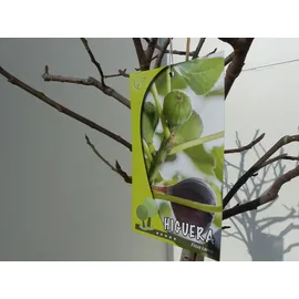 grünwaren Feigenbaum - hell UND dunkel - in 1 Topf, Obstbaum, winterhart, Ficus Carica, Feige