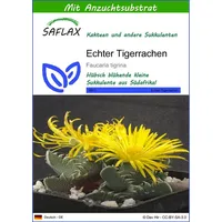 SAFLAX - Kakteen - Echter Tigerrachen - 40 Samen