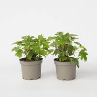 Plant in a Box - Hortensie - 2 Stk