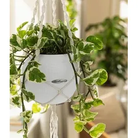 LECHUZA Puro Color 20 Komplettset Ø 20 x 16 cm weiß + Mekramee