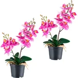Creativ green Kunstorchidee CREATIV GREEN "Orchidee Phalaenopsis", lila, H:28cm, Kunststoff, Kunstpflanzen, mit real-touch-Blüten