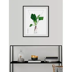 queence Bild »Plantago«, (1 St.) queence Farbe Rahmen: schwarz + Farbe Bild(er): grün
