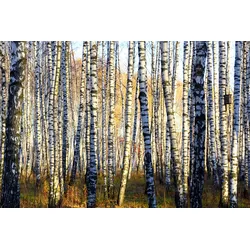 Fototapete PAPERMOON "Parallelen eines Birkenhains", bunt, B:4,00m L:2,60m, Vlies, Tapeten