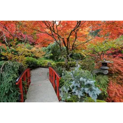 Fototapete PAPERMOON "JAPANISCHER GARTEN HERBST", bunt, B:4,50m L:2,80m, Vlies, Tapeten