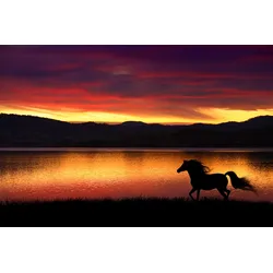 Fototapete PAPERMOON "Pferd in landschaft", bunt, B:3,50m L:2,60m, Vlies, Tapeten