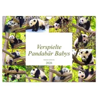 Calvendo Pandabär Babys (Wandkalender 2026 DIN A4 quer), CALVENDO