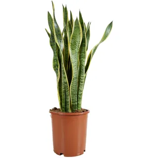 Bloomique - Sansevieria Laurentii - Bogenhanf - Sukkulenten - Zimmerpflanzen Groß - Sehr Pflegeleicht - Höhe 80-100 cm - Topf 21 cm