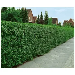 Ligustrum vulgare 'Atrovirens', Gewöhnlicher Liguster, immergrün, 125–150 cm