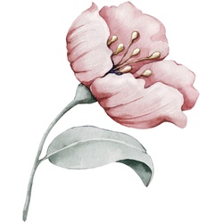 Wandtattoo QUEENCE „Annie“ Wandtattoos Gr. B/H: 70 cm x 70 cm, Blume, rosa Wandtattoos Natur