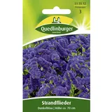 Quedlinburger Strandflieder, Dunkelblau