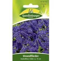 Quedlinburger Strandflieder, Dunkelblau