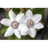 Pflanzen Für Dich Kletterpflanze Clematis Hybride Miss Bateman, 1 St., Waldrebe, weiße Blüten, kompakter Wuchs
