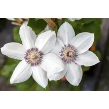 Pflanzen Für Dich Kletterpflanze Clematis Hybride Miss Bateman, 1 St., Waldrebe, weiße Blüten, kompakter Wuchs