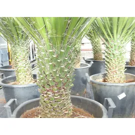 grünwaren Yucca Filifera, 90 cm, Stamm 20 - 30 cm Tambasi Yucca, winterhart -13 Grad