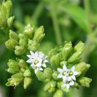 Rotyroya 400 Stück/Beutel Stevia-Samen, mehrjähriges, ertragreiches Kraut, schöne grüne Blätter, Pflanzen für den Gartenbau Stevia-Samen