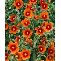 Pflanzen Für Dich Helianthemum x cult. 'Bronzeteppich', Sonnenröschen, bronzefarben,